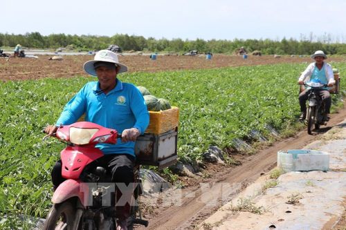 Người dân vận chuyển dưa hấu sau khi thu hoạch tại ruộng ở xã Gò Công Đông, tỉnh Đồng Tháp. Ảnh: Hữu Chí - TTXVN