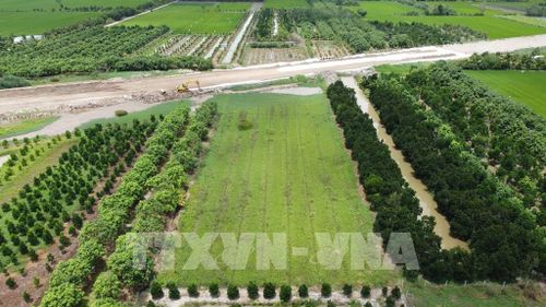 Công trình cao tốc đi qua gây khó khăn trong việc canh tác lúa nên một số nông dân ở xã Mỹ Quí (Đồng Tháp) chuyển sang đầu tư trồng cây ăn trái hoặc bỏ đất hoang. Ảnh: Nhựt An - TTXVN
