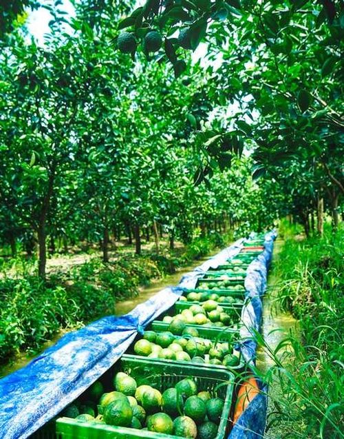 Cam sành Tam Bình - Vĩnh Long, trái tròn, to, ngọt. Ảnh: Cục Du lịch Quốc gia Việt Nam