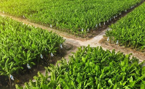 Vùng nguyên liệu chuối ứng dụng công nghệ cao được đầu tư mở rộng tại Tây Ninh và Gia Lai. Ảnh: AgriS 