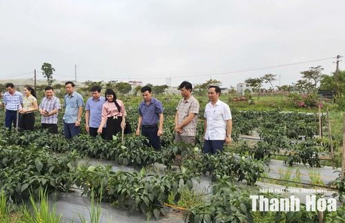 Lãnh đạo xã Nga Thắng thăm mô hình trồng ớt tại thôn Phương Phú.