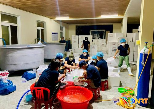 Công ty CP Giống thủy sản Kim Hoàng Quảng Nam chuẩn bị lô hàng giống tôm thẻ chân trắng xuất bán ra thị trường. Ảnh: K.H