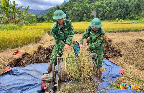 Cán bộ, chiến sĩ Đồn Biên phòng cửa khẩu quốc tế Nam Giang giúp dân thu hoạch lúa mùa. Ảnh: PHƯỚC QUANG