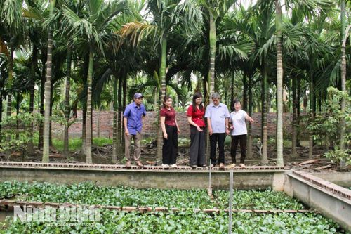 Bà Phạm Thị Lý kết hợp trồng cau, nuôi ốc nhồi mang lại hiệu quả kinh tế ổn định.