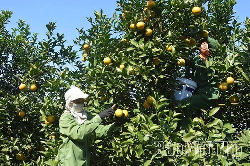 Tái cơ cấu cây có múi theo hướng nâng cao chất lượng, ứng dụng khoa học, công nghệ để giữ vững và nâng cao chất lượng thương hiệu đã được xây dựng ở vùng cam Cao Phong.