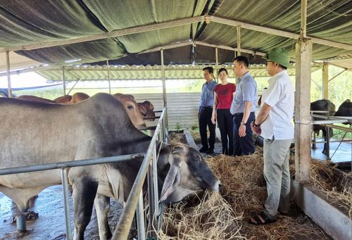 Kiểm tra mô hình chăn nuôi bò thịt lai zebu của gia đình chị Nguyễn Thị Huyền Trang, khu phố Tích Tường - Ảnh: K.S