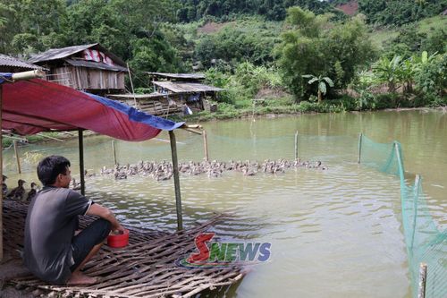 Mô hình nuôi vịt thả ao của người dân xã Mường Khiêng.