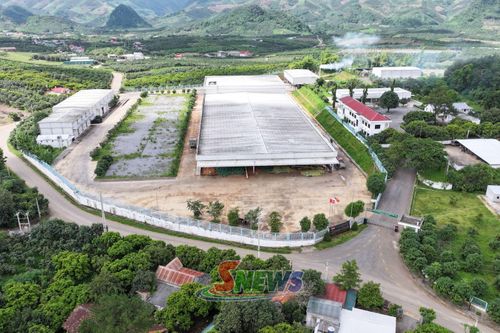 Phát triển vùng trồng cây ăn quả tập trung gắn với nhà máy chế biến.