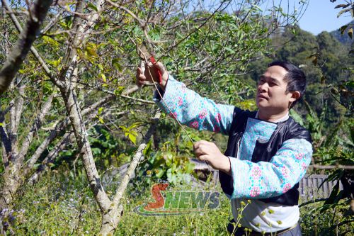 Nông dân bản Keo Đồn, xã Yên Sơn chăm sóc cây mận hậu.