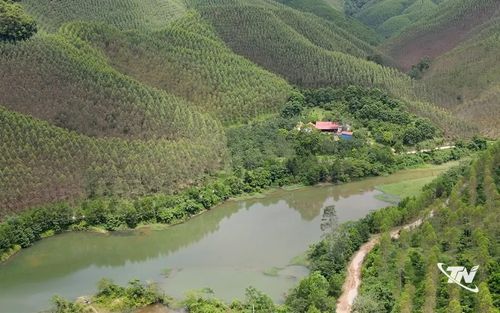 Rừng trồng theo tiêu chuẩn FSC ở xóm Vân Hán.