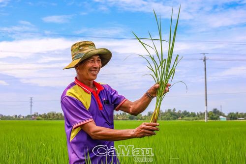 Ông Phạm Văn Cuông (ấp Béc Hen, xã Hòa Bình) thăm đồng lúa hè thu đang phát triển tốt sau khi áp dụng quy trình canh tác mới.