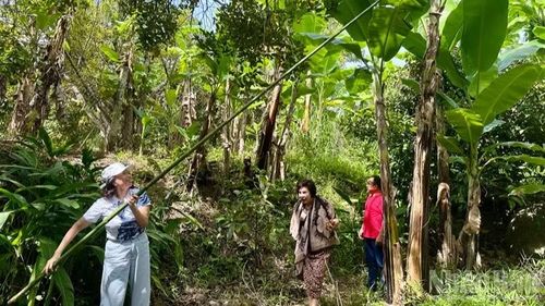 Du khách thong thả dạo bước, trải nghiệm hái quả, thưởng thức đặc sản ngay tại các vườn trồng cây ăn quả ở xã Lâm Sơn.