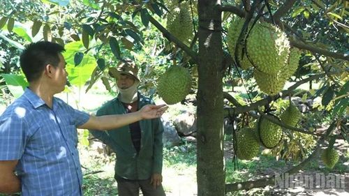 Nông dân trồng sầu riêng xã Lâm Sơn (tỉnh Khánh Hòa) được cán bộ chuyên trách của địa phương hướng dẫn kỹ thuật chăm sóc để nâng cao năng suất, chất lượng quả chín cho từng mùa vụ.