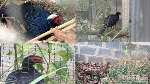Các cá thể Gà lôi lam mào trắng đang được nuôi tại Trung tâm Bảo tồn Thiên nhiên Việt ở bản Bang, xã Kim Ngân, tỉnh Quảng Trị.