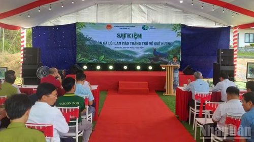 Sự kiện “Chào đón Gà lôi lam mào trắng trở về quê hương” diễn ra chiều 4/8, tại bản Bang, xã Kim Ngân, tỉnh Quảng Trị.
