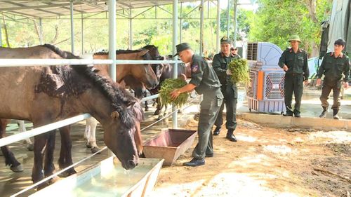 Cán bộ, chiến sĩ Đoàn Cảnh sát cơ động Kỵ binh chăm sóc, bảo đảm chế độ dinh dưỡng và sức khỏe cho đàn ngựa trước đêm khai mạc Hội thao CAND năm 2026.