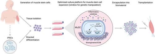 Protein TRF2 chịu trách nhiệm đánh thức các tế bào gốc cơ để chúng tái tạo bù đắp vào bị trí tổn thương.