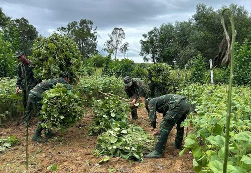 Đội tìm kiếm dọn dẹp hoa màu của người dân trước khi đào tìm. Ảnh: Quang Cường Bộ CHQS Đà Nẵng