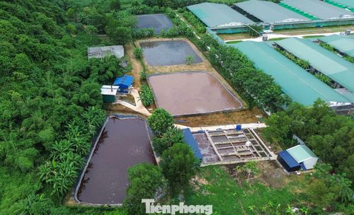 Khu thu gom, xử lý nước thải trong trại lợn của Công ty TNHH chăn nuôi Bình Sơn .