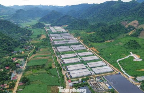 Hình ảnh trại lợn của Công ty TNHH Dịch vụ và Chăn nuôi NewHope Thanh Hóa trên diện tích 100ha.