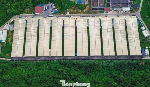 Hình ảnh tại trang trại lợn của Công ty TNHH Dabaco Thanh Hóa - nơi xảy ra vụ tai nạn lao động làm 5 người chết.