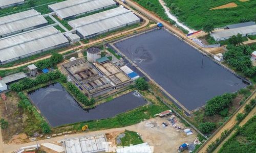 Cận cảnh khu chăn nuôi, hố xử lý nước thải trong trại lợn của Công ty TNHH Dịch vụ và Chăn nuôi NewHope Thanh Hóa.