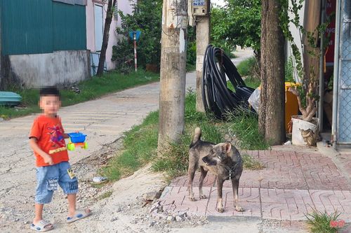Theo luật sư Bùi Hoàng Linh Chi (Công ty Luật TNHH Hà Châu), chủ tịch UBND các cấp, cơ quan quản lý chuyên ngành về chăn nuôi, thú y và lực lượng công an đều có thẩm quyền xử phạt các hành vi vi phạm quy định về quản lý vật nuôi. Tuy nhiên, để các quy định này thực sự đi vào cuộc sống, cần có sự phối hợp đồng bộ giữa cơ quan chức năng trong công tác kiểm tra, xử lý và sự chủ động chấp hành của người nuôi.