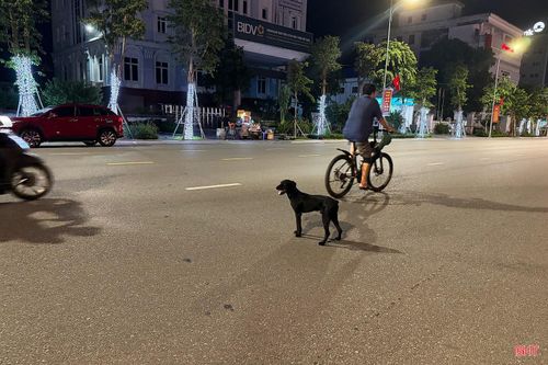 Tuy nhiên, trên thực tế tại nhiều tuyến đường và khu dân cư ở Hà Tĩnh, tình trạng chó không được rọ mõm, không có dây xích thả rông diễn ra khá phổ biến.