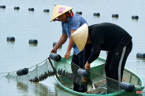 Mô hình hiện tạo việc làm thường xuyên cho khoảng 15 lao động địa phương và hàng chục lao động thời vụ trong các đợt cao điểm vệ sinh lồng bè, chăm sóc và thu hoạch.