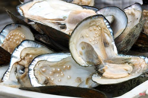 Dù bước đầu cho kết quả khả quan, hiệu quả kinh tế của mô hình còn phụ thuộc vào tỷ lệ trai tạo ngọc, chất lượng ngọc thu được, chi phí đầu tư và đầu ra sản phẩm. Vì vậy, thành công từ hai đợt thu hoạch là cơ sở ban đầu để tiếp tục đánh giá, khảo nghiệm trong các vụ nuôi tiếp theo.