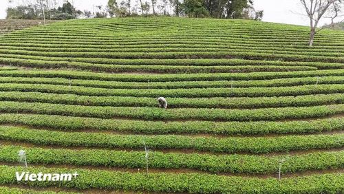 Vùng chè đặc sản xã Đồng Hỷ, tỉnh Thái Nguyên. (Ảnh: PV/Vietnam+)