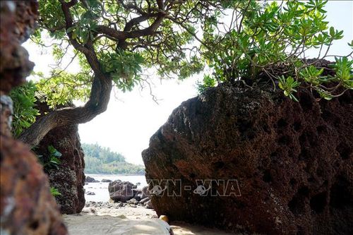 Cây, đá hòa quyện tạo nên bức tranh hữu tình nơi miền biển.