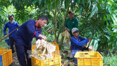 Nông dân xã Mỹ Thọ, tỉnh Đồng Tháp thu hoạch xoài tại vườn. Ảnh: Nhựt An - TTXVN