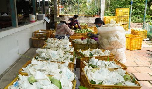Người dân thực hiện công đoạn lựa, phân loại xoài sau khi thu hoạch. Ảnh: Nhựt An - TTXVN