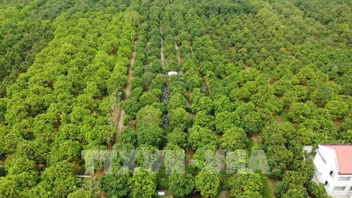 Vườn xoài tại phường Cao Lãnh, tỉnh Đồng Tháp. Ảnh: Nhựt An - TTXVN