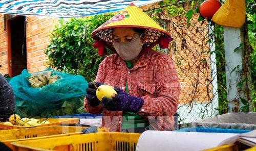 Người dân phân loại xoài sau thu hoạch. Ảnh: Nhựt An - TTXVN 