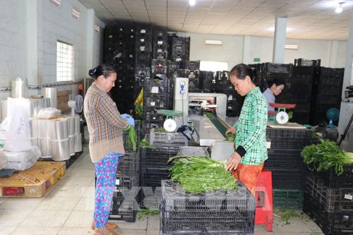 Lao động nữ sau khi được đào tạo nghề đã vận hành thành thạo hệ thống đóng gói rau tự động. Ảnh: Hữu Chí - TTXVN