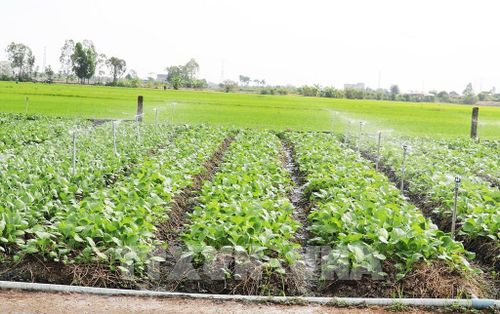 Vườn rau được ứng dụng hệ thống tưới phun tự động, tiết kiệm nước ở xã Long Bình, tỉnh Đồng Tháp. Ảnh: Hữu Chí - TTXVN