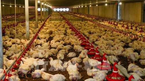 Việc xây dựng cơ sở dữ liệu "đúng, đủ, sạch, sống, thống nhất, dùng chung" tạo nền tảng thúc đẩy chuyển đổi số, nâng cao năng lực quản lý chăn nuôi và thú y. Ảnh: Minh Phú – TTXVN