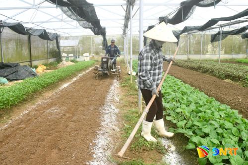 Ngành chức năng đang triển khai đồng bộ các giải pháp để thúc đẩy phát triển trồng trọt giảm phát thải trên địa bàn Đà Nẵng. Ảnh: QUANG VIỆT