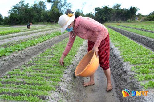 Nông dân ưu tiên dùng phân bón hữu cơ thay phân hóa học để sản xuất sạch, giảm phát thải. Ảnh: QUANG VIỆT