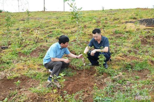 Lãnh đạo xã Búng Lao kiểm tra diện tích mắc ca trồng mới năm 2026. Ảnh: Văn Quyết