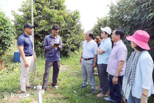 Queen Farm Việt Nam (xã Phước Sơn) ứng dụng chuyển đổi số từ quy trình chăm sóc đến quản lý vườn trồng. Ảnh: Bình Nguyên