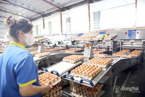 Công ty TNHH Trịnh Đăng Khôi (tại xã Tân An) đầu tư cơ giới hóa đồng bộ từ quy trình nuôi đến thu hoạch, xử lý trứng.