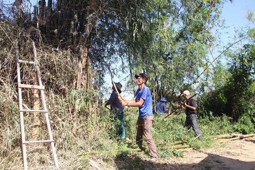Công nhân phá các bụi tre giữa lòng sông Cát (xã Tuy Phước). Ảnh: T.Lợi