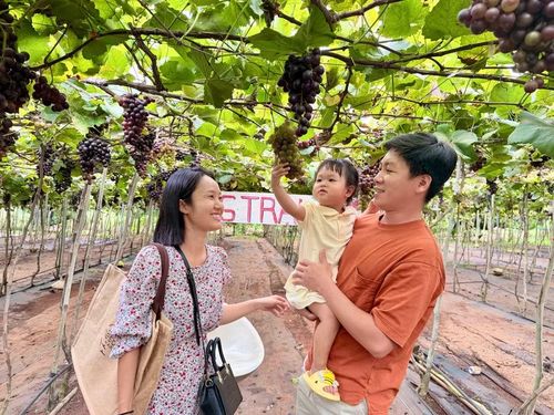 Gia đình anh Trần Đình Huy (TP. Hồ Chí Minh) trải nghiệm hái nho và lưu lại những khoảnh khắc bên nhau tại vườn X-Green. Ảnh: M.C