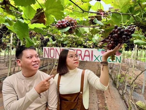Chị Nguyễn Thị Thúy Viên cùng chồng tham quan, chụp ảnh và thưởng thức nho ngay tại vườn X-Green. Ảnh: M.C