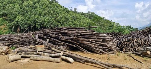 Tạm dừng hoạt động, tại các cơ sở đốt than còn tồn rất nhiều nguyên liệu bị phơi ngoài trời.