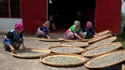 Người dân xã Suối Giàng thu hoạch và chế biến chè Shan tuyết.