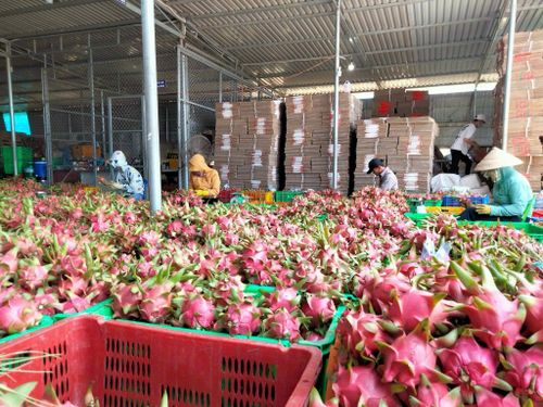 Sơ chế sản phẩm tại HTX Thanh long sạch Hòa Lệ (xã Hàm Thuận)